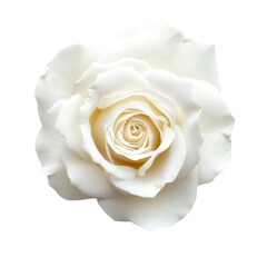 Wall Mural - Beautiful white rose flower