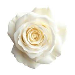 Wall Mural - Beautiful white rose flower