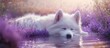 © BlockBrushstrokes - Samoyed dog resting in shallow water with wild purple flowers in a field at sunset, soft focus background for potential text overlay