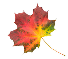 Aufkleber - A leaf of a maple tree is shown in full color isolated on transparent background.. leaf is red and yellow, and it is laying on a white background.