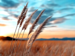 Wall Mural - A field of tall grass with a sunset in the background