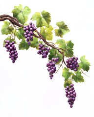 Wall Mural - A vibrant artistic depiction of grapes hanging from a vine. The lush greenery complements the rich purple colors. This piece evokes nature and abundance. Generative AI