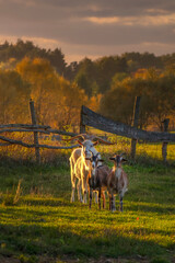 Wall Mural - goats in the pasture in autumn

