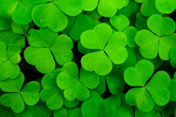 Background with green clover leaves for Saint Patrick's day. Abstract backdrop for design with a shamrock. Sping nature pattern.