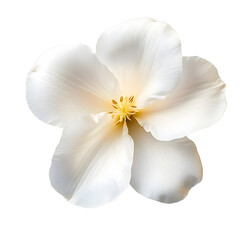 Wall Mural - white flower isolated on transparent background cutout