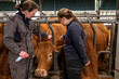 © S. Leitenberger - Formation d'une élève stagiaire de lycée agricole par une éleveuse de  vaches limousines. Vaccination contre la FCO avec le vaccin de la marque Bluevac