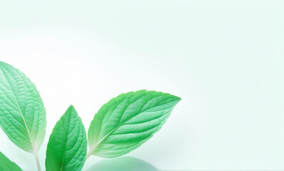 Green mint leaves on a light background.