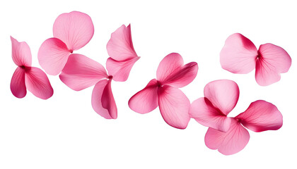Wall Mural - flying pink petals isolated on transparent background cutout