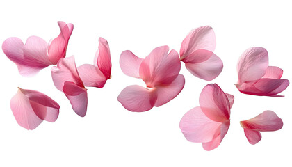 Wall Mural - flying pink petals isolated on transparent background cutout