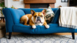 © Rebecca - English bulldog resting on a blue couch in a cozy living room, home comfort and relaxation concept