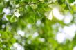 © xy - Background of ginkgo tree leaves