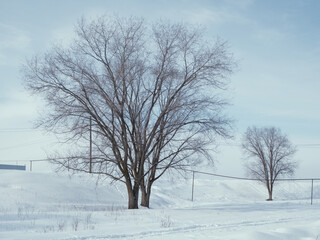 Wall Mural - landscape with trees