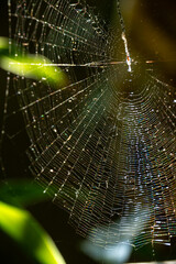 spider web with dew drops