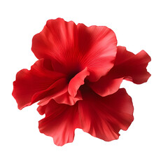 Wall Mural - flying red flower isolated on transparent background cutout