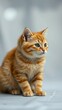 © FrameFinesse - Cute British orange cat sitting isolated on transparent background vertical