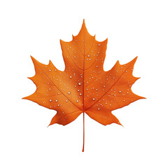 Wall Mural - Orange maple leaf with water droplets  

