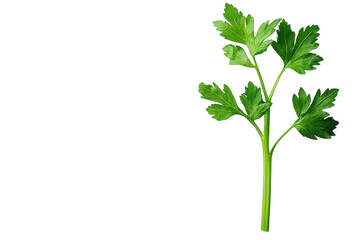 Fresh parsley sprig on a plain background showcasing vibrant green leaves and healthy stems