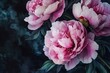 © Alena - Three pink peonies with green leaves against a dark backdrop