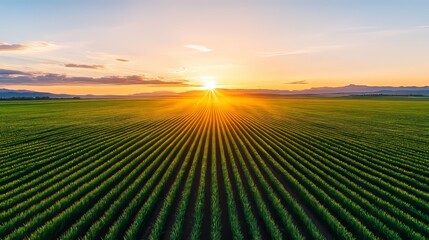 Poster - sunset over the field