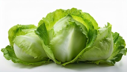 Wall Mural - iceberg lettuce on white background