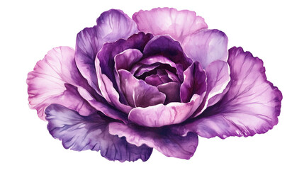 Wall Mural - watercolor illustration of one single red cabbage isolated on white background