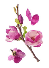 Wall Mural - A branch full of magnolia blooming. Beautiful pink Magnolia flower falling in the air isolated on white background. Zero gravity conception