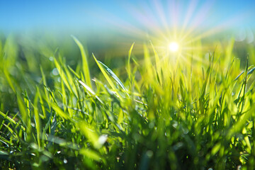 Wall Mural - bright green juicy grass on a blurry background. soft focus.