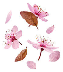 Wall Mural - blooming of delicate pink flowers falling in the air, isolated on white background. prunus cerasifer