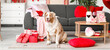© Pixel-Shot - Cute Australian shepherd dog with gift boxes sitting on floor in festive living room. Valentine's Day celebration