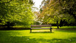 © SolaruS - Serene park bench under blossoming trees.  Perfect for relaxation, nature, spring, and tranquility themes. Ideal for websites, blogs, or print media needing a peaceful, idyllic image.