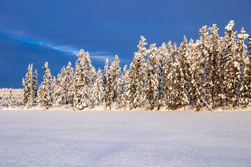 Wall Mural - A snowy field with trees in the background