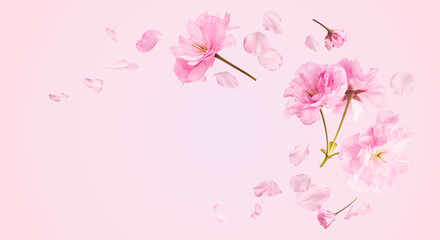 Wall Mural - Beautiful blooming of delicate pink Sakura flowers falling in the air, isolated on pink background. Zero gravity or levitation spring flowers conception, high resolution image
