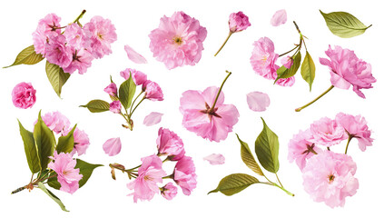 Wall Mural - A creative set with Beautiful blooming of delicate pink Sakura flowers falling in the air, isolated on white background.