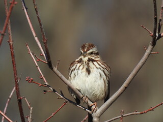 Wall Mural - A song sparrow perched on a branch, within the woodland forest of the Bombay Hook National Wildlife Refuge, Kent County, Delaware