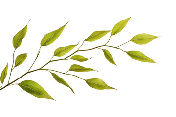 Poster - Green leaf branch with delicate foliage isolated on a white background, showcasing natural beauty and intricate details of nature's design