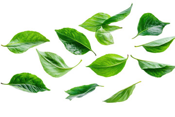 Poster - Green leaf branch with delicate foliage isolated on a white background, showcasing natural beauty and intricate details of nature's design