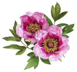 Wall Mural - Beautiful Pink Suffruticosa Tree Peony falling in the air isolated on white background. High resolution, zero gravity or levitation concept.