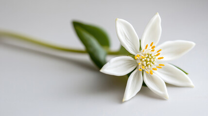 Wall Mural - Delicate white flower with six petals and yellow stamens, lying on smooth surface