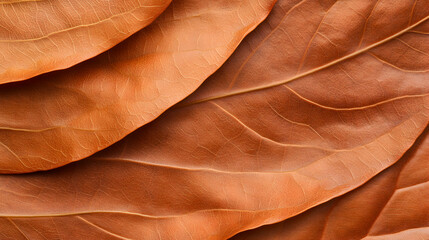 Wall Mural - Close-up view of soft, textured brown leaves layered beautifully, showcasing nature's intricate details and warm color palette.