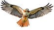 © ArtBox - Red-tailed hawk flying, isolated on transparent background