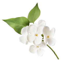 Wall Mural - Fresh lilac blossom, Beautiful white lilac flowers falling in the air isolated on white background. Zero gravity or levitation spring flowers conception, high resolution image