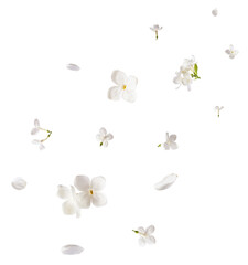 Wall Mural - Fresh lilac blossom, Beautiful white lilac flowers falling in the air isolated on white background. Zero gravity or levitation spring flowers conception, high resolution image