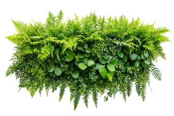 Poster - Vibrant green foliage arrangement with various leaves and ferns set against a transparent background perfect for design projects