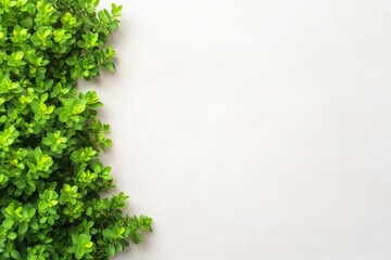 Tree branch with green leaves, isolated for object and retouch design