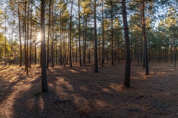 Wall Mural - beautiful autumn forest with tall trees and sunlight rays shining through the leaves landscape of th