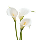 Elegant calla lily flowers gracefully arranged on a bright transparent background, calla lilly flowers isolated on transparent background