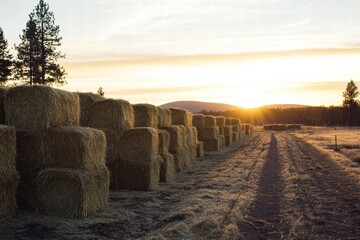 Poster - Bales of hay lined up under a golden sunset in a serene rural landscape. Generative AI