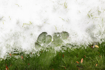 Wall Mural - unexpected snow in a green grass backyard