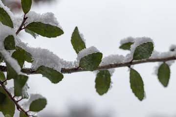 Wall Mural - falling snow during winter time