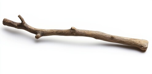 Single, dry, brown tree branch isolated on white background.